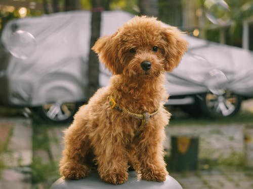 free photo of adorable toy poodle puppy outdoors among bubbles